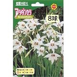 春植え球根 アシダンセラ (530492)