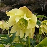 [ミヨシ]クリスマスローズ：*[パーティードレス]ライムイエロー5号ポット