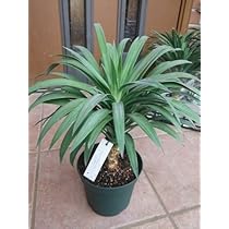 タイムセール【コンパクトサイズ】ユッカ　デスメティアーナ子株付き⑯ 61y-03tRyYL.jpg_BO30,255,255,