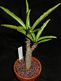 【多肉植物／塊根植物】Pachypodium★パキポディウム 種子５粒 コーデックス (Meridionale) [並行輸入品]