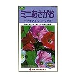 カネコ種苗 草花タネ784 ミニあさがおサンスマイルミックス 10袋セット