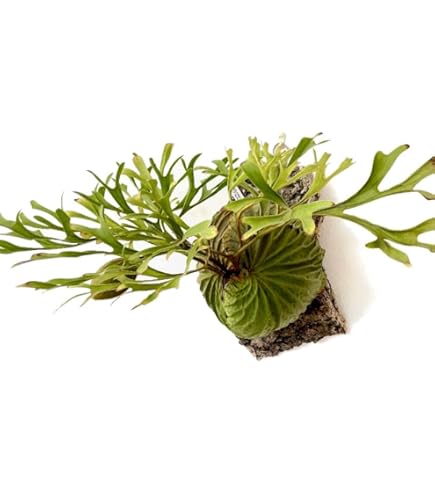 即発送☆ビカクシダ 大型 バージンコルク M206 ポルトガル産 厚め コルク樹皮 コルク板 バージンコルク 送料無料