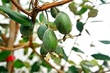 【限定販売】 フェイジョア アポロ 3年生 挿し木苗 果樹苗木 果樹苗 生垣