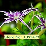 New Arrival Phlox Drummondii Cuspidata 200 Seeds, PHLOX TWINKLE STAR Home Garden Plant Flower Seeds 
