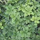 フッキソウ3～3.5号ポット4株セット[日陰向き！] ノーブランド品