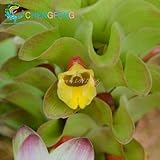 100個の種子ウコンルーツウコン薬用ハーブスパイス簡単アデニウムObesum植物の種子盆栽種子を育てます