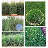 [秋まき牧草種子 タネ 転作田・遊休農地・棚田の活用に]寒冷地型混播種子セット：放牧地用 4kg ノーブランド品