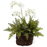 Nearly Natural 4834 Phalaenopsis Orchid and Fern with Birdsnest Planter, Mini by Nearly Natural