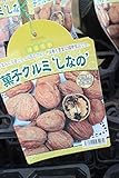 【果樹苗】 菓子クルミしなの 1年生 【送料込価格】