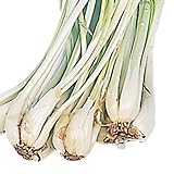 国華園　島ラッキョウ種球　250g【※発送が国華園からの場合のみ正規品です】