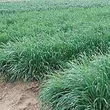 えん麦 ネグサレタイジ 1kg