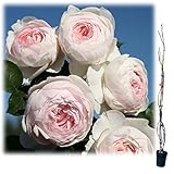 つるバラ：クリスティアーナ 大苗長尺6号ポット[香り高く病気に強い・繊細な花姿][樹高約1.2m]