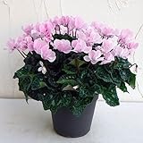 八重咲きシクラメン：ウインク シャワーピンク5号鉢植え[蝶のように咲く愛らしい人気品種！] ノーブランド品