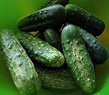 野菜のキュウリ種子ボストン酸洗有機栽培米家宝NON-GMO
