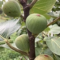 Amazon.co.jp: イチジク いちじく 蓬莱柿 ほうらいし 日本