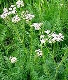 キャラウェイ 75粒