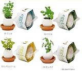 植木鉢と種がセットになった<br>エッグリングミント