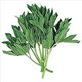 【メール便配送】　国華園　野菜たね　伝統・地方野菜　あしたば　1袋(5ml)【※発送が国華園からの場合のみ正規品です】