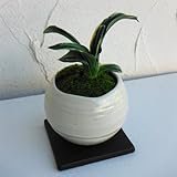 [ギフトに]万年青 （おもと）：剣舞 白丸型陶器鉢Sサイズ植え・角受け皿付き ノーブランド品