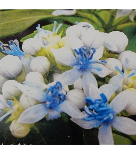 Amazon.co.jp: アジサイ 紫陽花 大株 8号鉢大株苗 : DIY・工具・ガーデン
