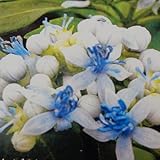 3月以降発送 常山アジサイ 碧の瞳 あおのひとみ アオノヒトミ あじさい 紫陽花 10.5cmポット