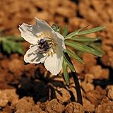 【山野草】節分草