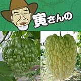 おためし2種2株セット：寅さんのアップルゴーヤ（緑秀と白秀）3号ポット ノーブランド品
