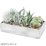 人工観葉植物　多肉植物 (画像左)