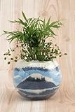 ［寄せ植え２種］ハイドロカルチャー　観葉植物　富士山（青）