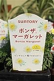 花苗　まとめ買い　サントリーフラワーズ　ボンザマーガレット　レモンイエロー　　3ポットセット　3.5寸苗　送料込価格