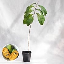 幻のポポー実生苗木 2点セット　４年生と２年生 Amazon.co.jp: 庭木・植木 ポポー（ポーポー） 4年生苗【実生