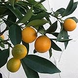 キンカン：プチマルキンカン4～5号ポット[人気の種なし金柑　柑橘・かんきつ類苗木] ノーブランド品