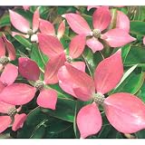 常緑ヤマボウシ：レッドムーン根巻き樹高80～100cm[これまでにない赤花の常緑ヤマボウシ]