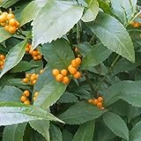 センリョウ（黄実） 樹高0.4m前後 13.5cmポット 千両 せんりょう 苗木 植木 苗 庭木 生け垣