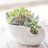 多肉植物 寄せ植え taniku シェル ポット Aタイプ Mサイズ