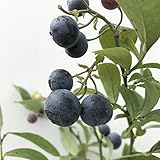 ブルーベリー 苗木 ブライトウェル 13.5cmポット苗 ラビットアイ系 ブルーベリー 苗