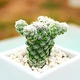 ホーム＆ガーデンフラワーポットプランターのためのジューシーな種子盆栽の植物の種子 - 30個/ロット