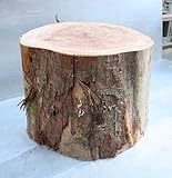 杉切り株 高さ約35cm