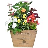 季節の寄せ植え　ウッドポット　杉ダークナチュラル（四角・大）