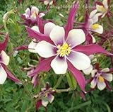 Four Seasonsは肉の屋内バルコニー50個の種子を、花を植えることは容易で鉢植えの植物を放送します