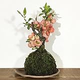 苔玉 ボケ（長寿薬）の苔玉