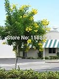 100 YELLOWトランペットBUSH / TREE花の種* Tecomaシュタンス*イエローエルダー*のBELLS