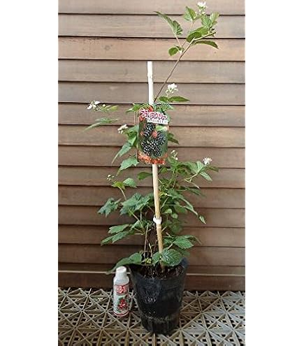 Amazon.co.jp: 棘無しボイセンベリー挿し木 苗 16番 ポットで : DIY