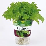 フレッシュベジ：レタス栽培セット（底面給水） 2個セット[種から育てる栽培セット] ノーブランド品
