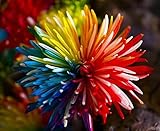 100PCレインボー菊の花の種、観賞用盆栽、レアカラー、新しい選択してくださいその他の菊の種子庭の花植物