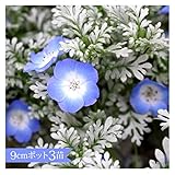 ネモフィラ　プラチナスカイ　9cmポット3苗