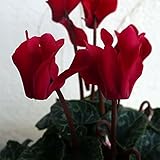 ガーデンシクラメン：スーパーベラノ　ディープワインレッド3号ポット 5株セット ノーブランド品