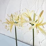 ヒガンバナ（彼岸花・リコリス）：黄花（オーレア）3.5号 3株セット[なつかしい里山の花] ノーブランド品