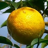 ゆず 苗木 本柚子13.5cmポット苗 ほんゆず ゆず 苗 柚子