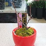 桜（さくら） 陶器 鉢植え 花（つぼみ）付き 誕生日プレゼントやお祝い花 ギフト